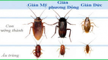 Dịch Vụ Diệt Gián Tận Gốc Tại Đà Nẵng – Cam Kết Hiệu Quả 100% Sạch Bóng Gián