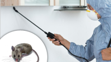 Diệt chuột tận gốc