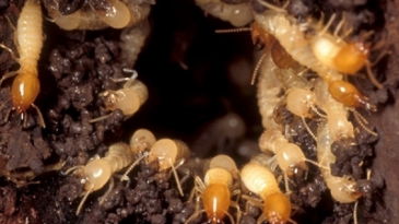 Diệt Côn Trùng Tại Hưng Yên – Cam Kết Hiệu Quả 100% Sạch Bóng Côn Trùng