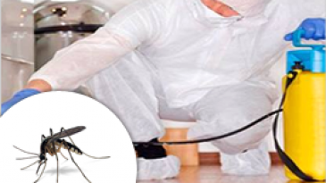 Diệt gián tận gốc