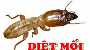Hưỡng dẫn cách diệt mối