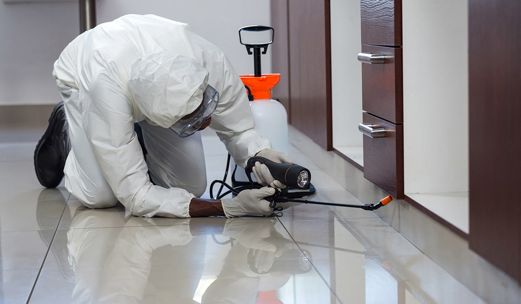 Dịch Vụ Diệt Côn Trùng Tại Hà Nội – Cam Kết Hiệu Quả 100% Sạch Bóng Gián