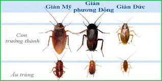 Dịch Vụ Diệt Gián Tận Gốc Tại Đà Nẵng – Cam Kết Hiệu Quả 100% Sạch Bóng Gián