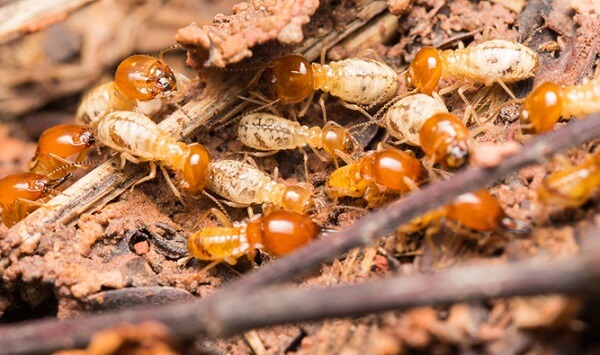 Diệt mối tại huyện Hoài Đức - Hà Nội 0978.686.118 Cam kết 100% hiệu quả hết mối