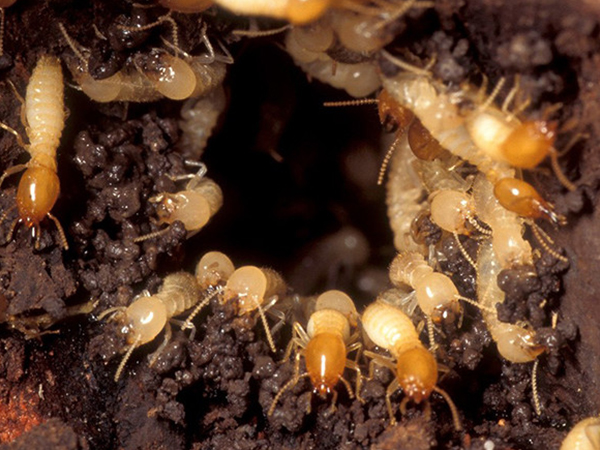 Diệt mối tại thị xã Sơn Tây - Hà Nội 0978.686.118 Cam kết 100% hiệu quả hết mối