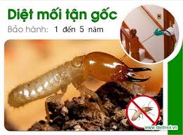 Diệt Mối Tận Gốc Tại Bến Cát - Bình Dương - Cam Kết 100% Hiệu Quả Hết Mối 0978.686.118