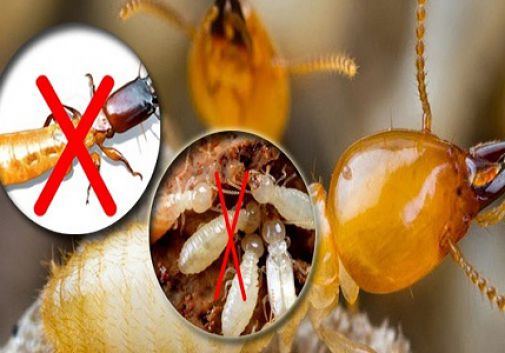 Diệt mối tận gốc tại Bắc Kạn 0978.686.118 Cam Kết 100% Hiệu Quả Hết Mối