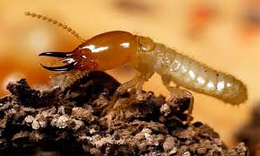 Diệt mối tận gốc tại Bạc Liêu 0978.686.118 Cam Kết 100% Hiệu Quả Hết Mối