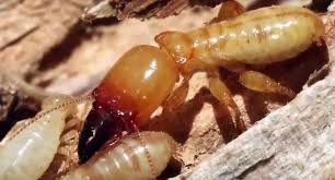 Diệt mối tận gốc tại Cà Mau 0978.686.118 Cam Kết 100% Hiệu Quả Hết Mối