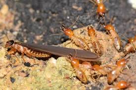 Diệt mối tận gốc tại Cần Thơ 0978.686.118 Cam Kết 100% Hiệu Quả Hết Mối