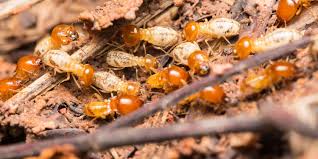 Diệt mối tận gốc tại Đồng Tháp 0978.686.118 Cam Kết 100% Hiệu Quả Hết Mối