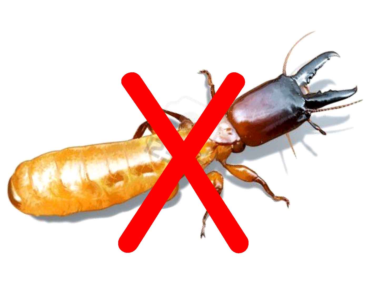 Diệt mối tận gốc tại Hòa Bình 0978.686.118 Cam Kết 100% Hiệu Quả Hết Mối