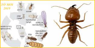 Diệt mối tận gốc tại Huyện Hóc Môn 0978.686.118 Cam Kết 100% Hiệu Quả Hết Mối