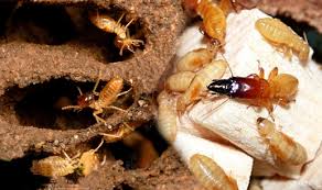 Diệt mối tận gốc tại Huyện Nhà Bè 0978.686.118 Cam Kết 100% Hiệu Quả Hết Mối