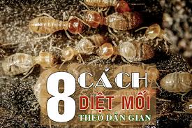 Diệt mối tận gốc tại Kiên Giang 0978.686.118 Cam Kết 100% Hiệu Quả Hết Mối