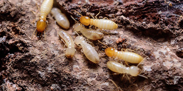 Diệt mối tận gốc tại Lai Châu 0978.686.118 Cam Kết 100% Hiệu Quả Hết Mối