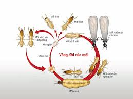 Diệt mối tận gốc tại Lạng Sơn 0978.686.118 Cam Kết 100% Hiệu Quả Hết Mối