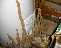 Diệt mối tận gốc tại long an