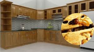 Diệt Mối Tận Gốc Tại Nhà Huyện Cần Giuộc - Long An 0978.686.118 Cam Kết 100% Hiệu Quả Hết Mối