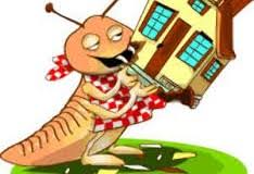 Diệt mối tận gốc tại Phú Thọ - 0978.686.118 Cam Kết 100% Hiệu Quả Hết Mối