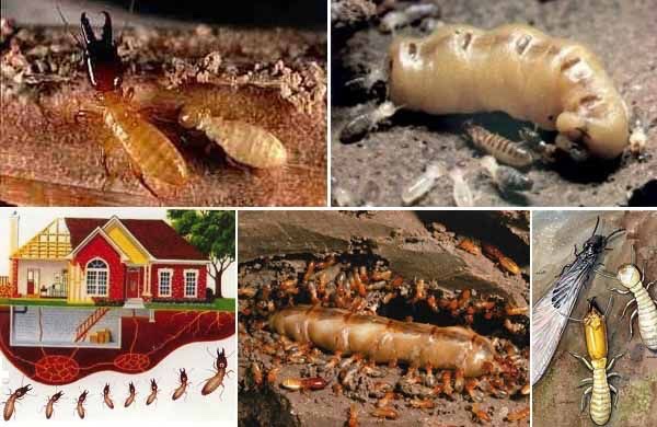 Diệt mối tận gốc tại quận 10 + 0978.686.118 Cam Kết 100% Hiệu Quả Hết Mối