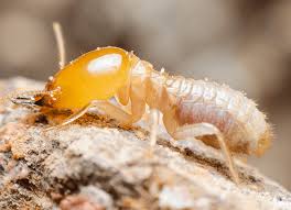 Diệt mối tận gốc tại Quận Bình Tân 0978.686.118 Cam Kết 100% Hiệu Quả Hết Mối