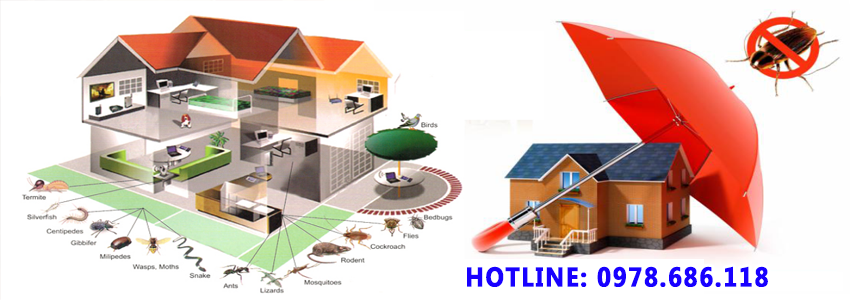 Diệt mối tận gốc tại Thái Bình 0978.686.118 Cam Kết 100% Hiệu Quả Hết Mối